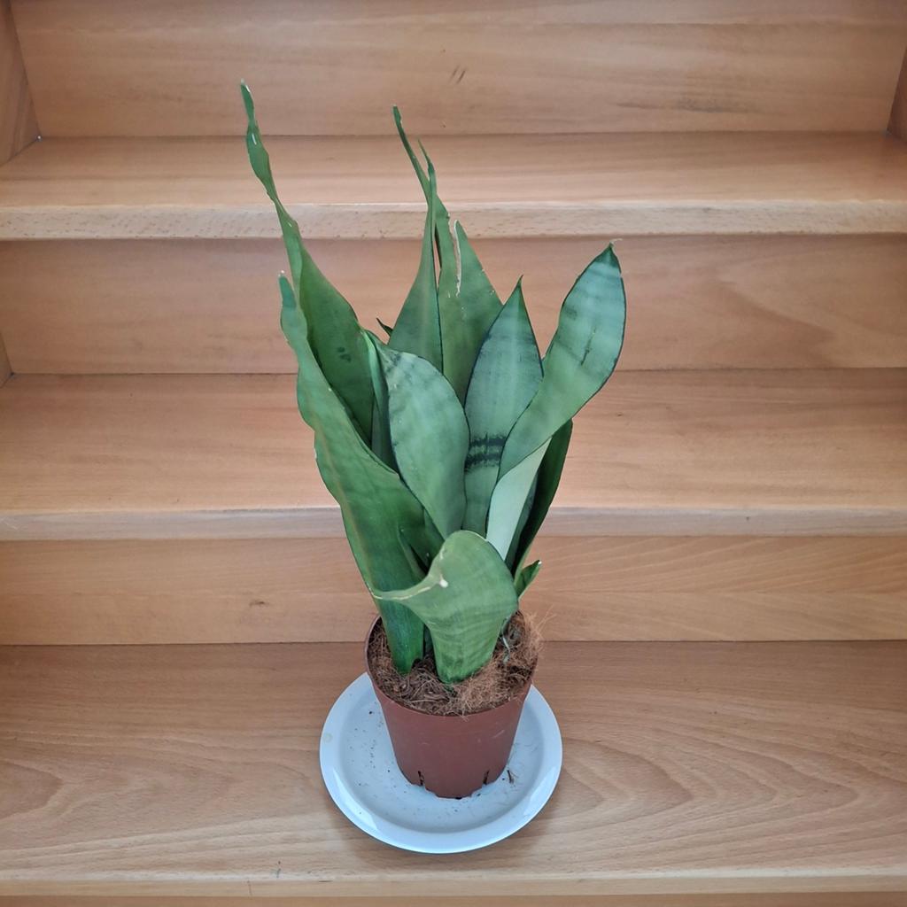 Sanseveria Moonshine en ander soorten, Ophalen