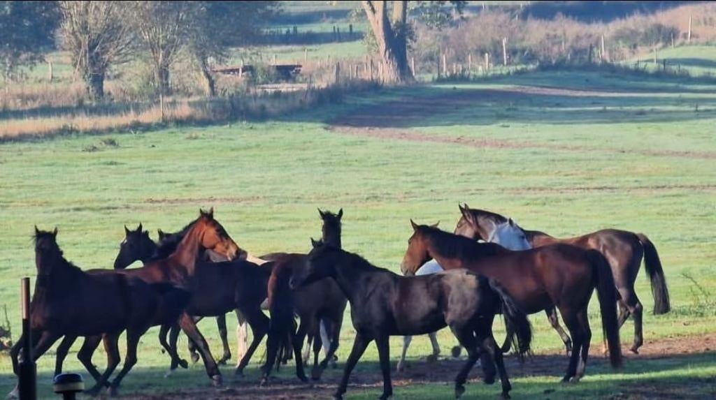 Bijrijder gezocht, Dieren en Toebehoren, Stalling en Weidegang