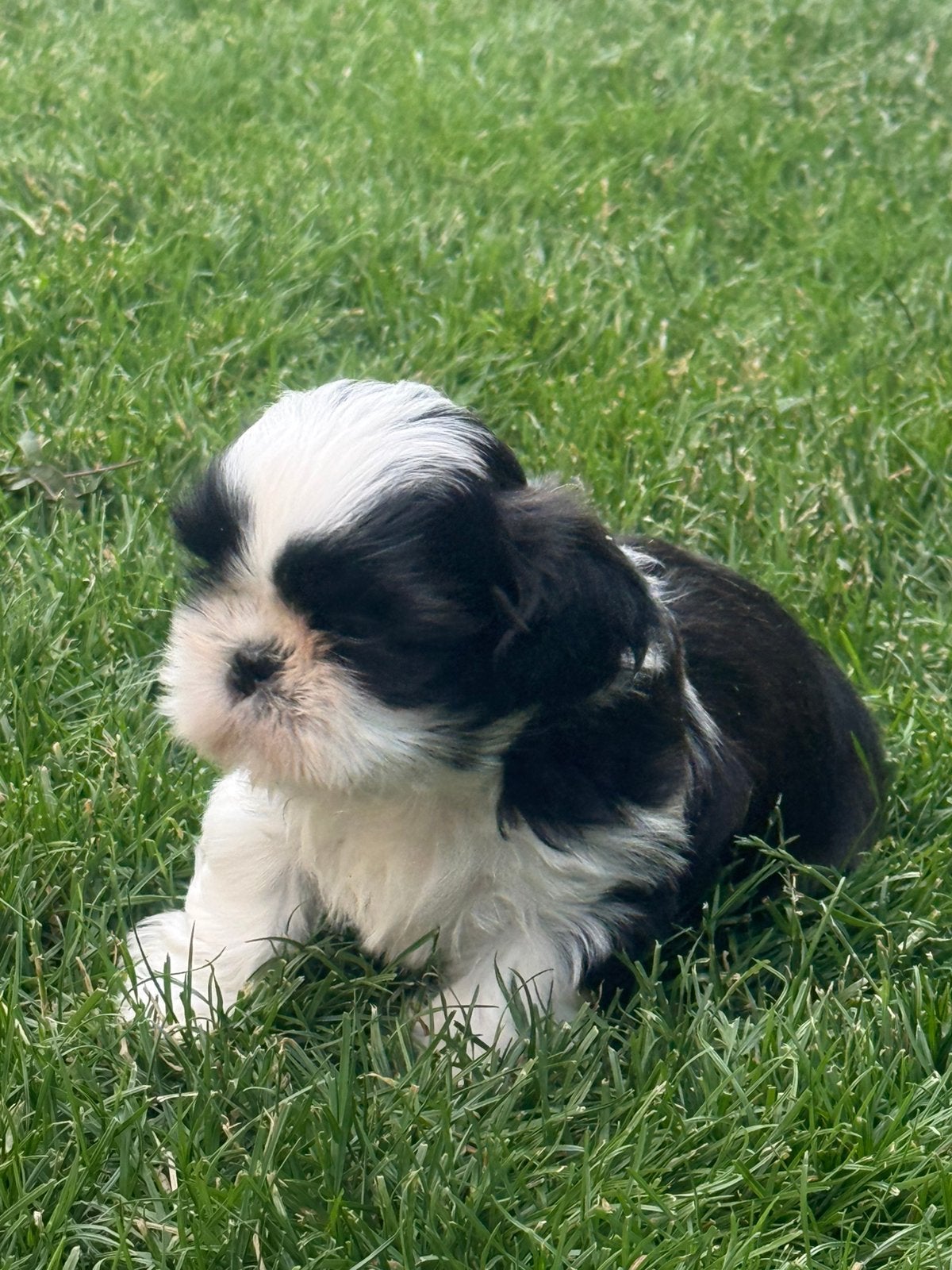 Chiots Shih Tzu, Animaux & Accessoires, Chiens | Jack Russell & Terriers, Plusieurs animaux, Autres races, Éleveur | Professionnel