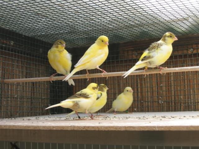 Canaris malinois, Plusieurs animaux, Canari chanteur