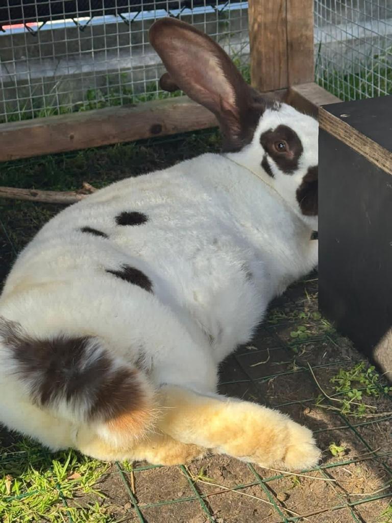 Reuzevlinder konijnen (Groot Lotharinger ) Zie omscrijving, Dieren en Toebehoren, Konijnen, Meerdere dieren, Groot, 0 tot 2 jaar