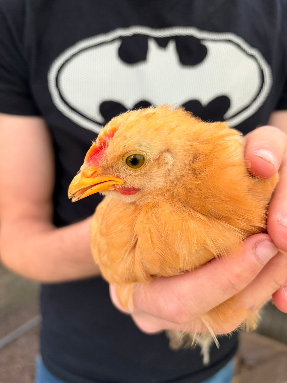 Cochin kriel kuiken, Dieren en Toebehoren