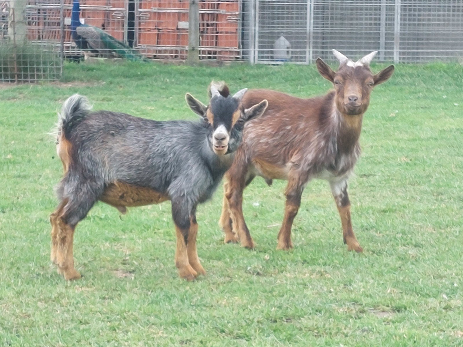 Chèvre hermine Chocotan., Mâle, Chèvre, 0 à 2 ans