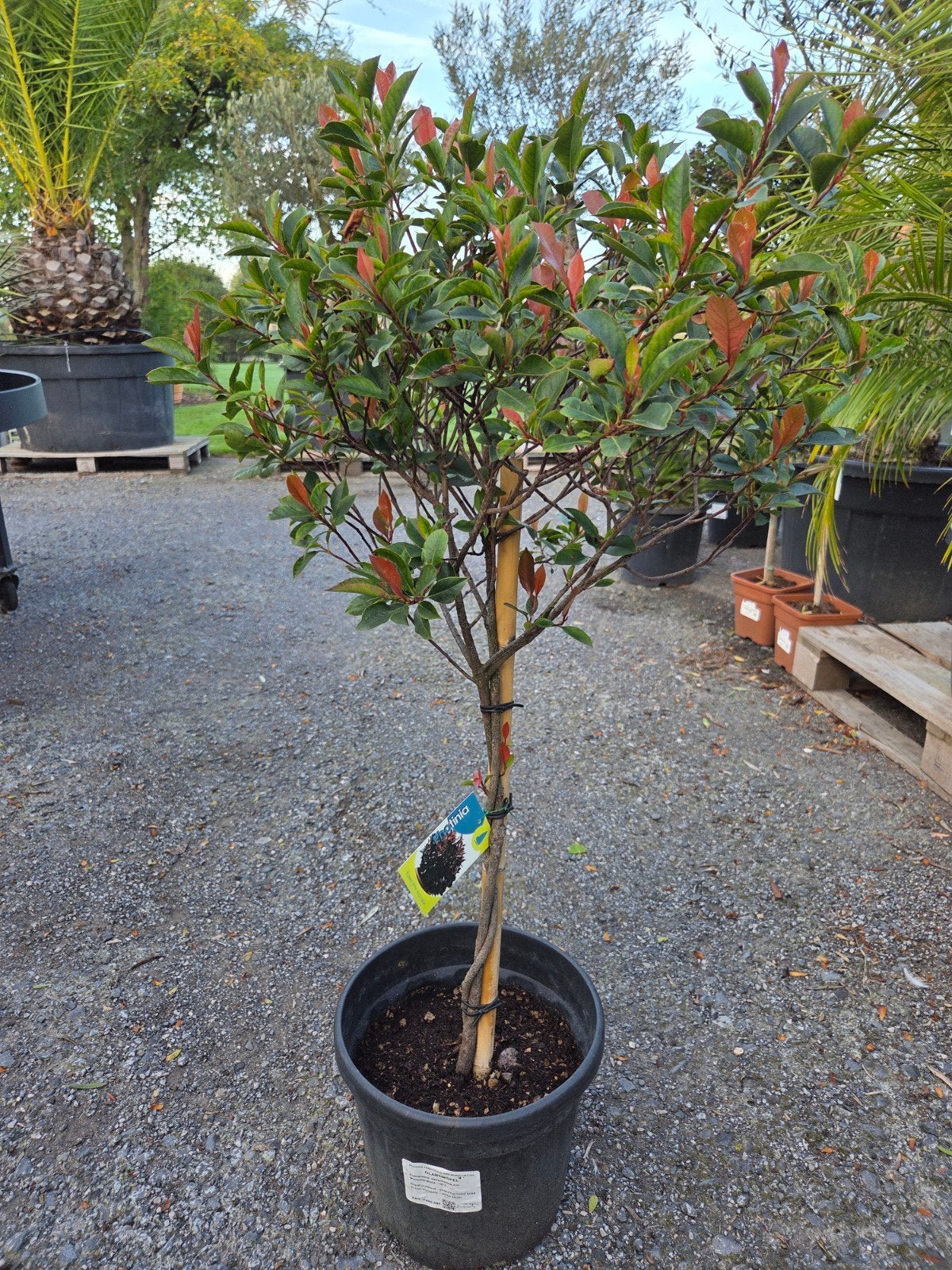 Photinia Fras. Little Red Robin, Tuin en Terras, Ophalen, Halfschaduw