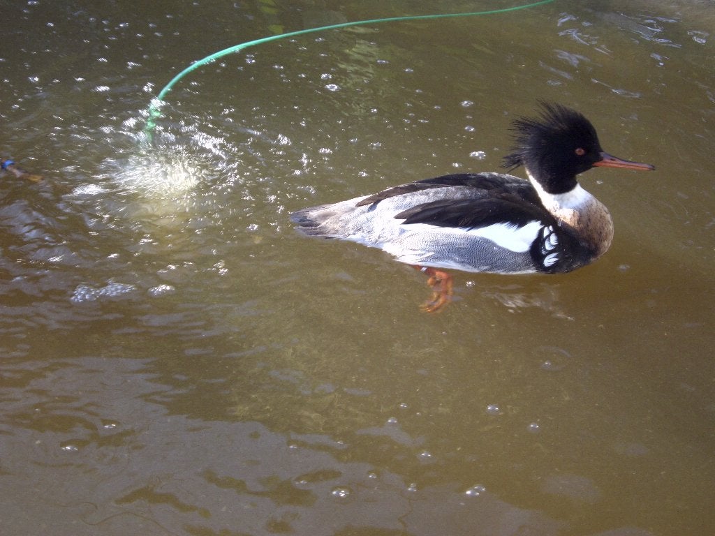 Canards d'ornement, Plusieurs animaux, Canard