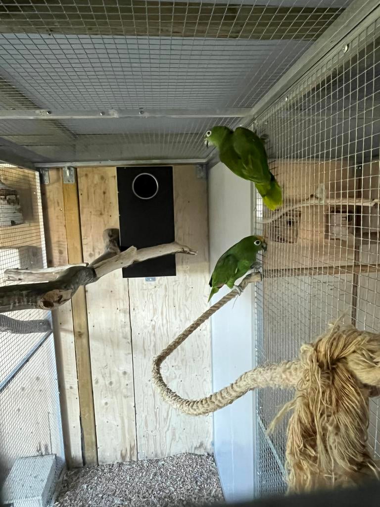 amazone papegaai, Dieren en Toebehoren, Meerdere dieren, Papegaai, Geringd