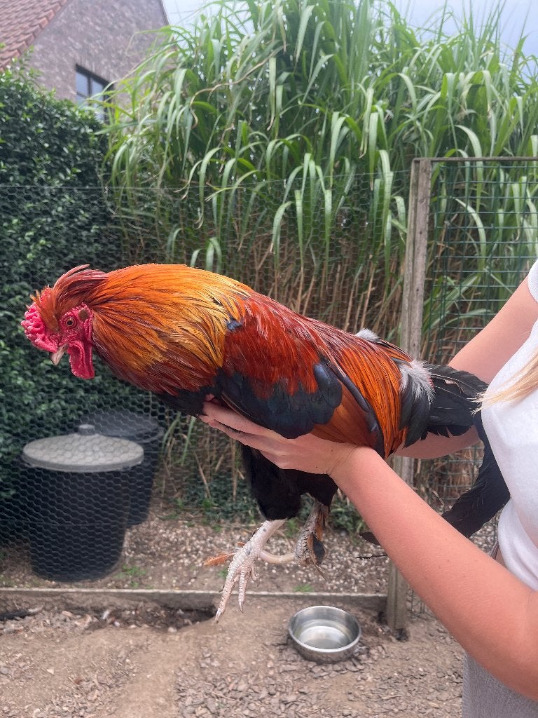 Sierhaan, Animaux & Accessoires, Volatiles, Mâle, Poule ou poulet