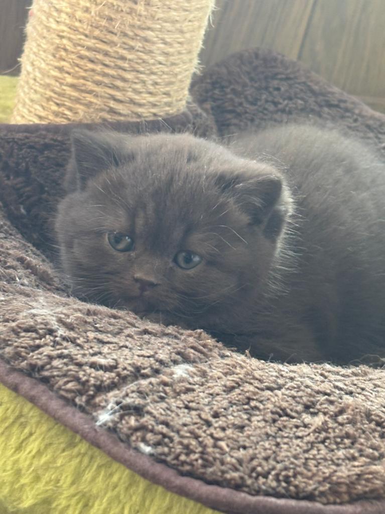 Chocolatjes Brits korthaar, Chat, Avec pedigree, 0 à 2 ans