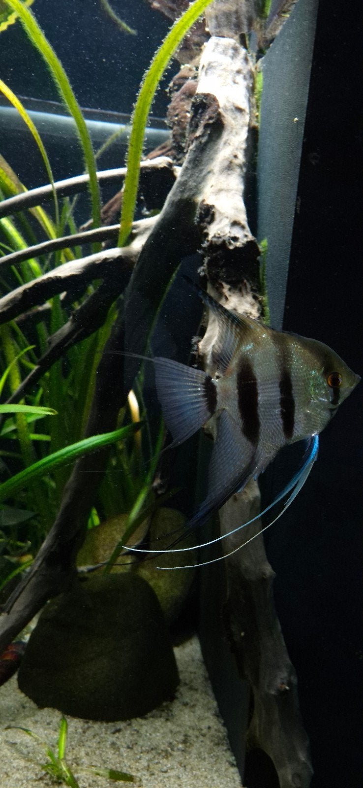 Manacapuru maanvis /scalaire, Dieren en Toebehoren, Vissen | Aquariumvissen