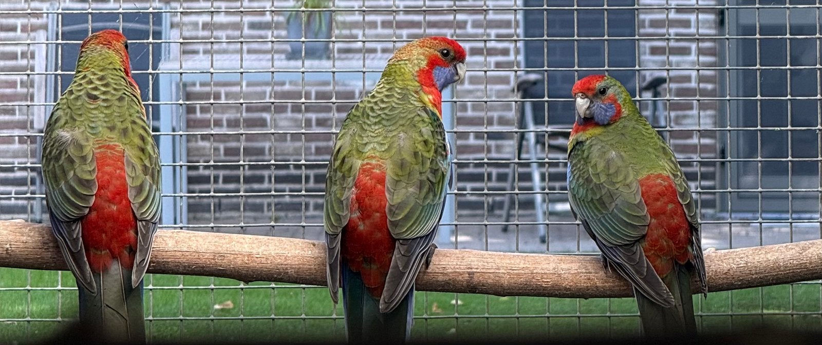 Wildkleur pennant rosella, Meerdere dieren, Parkiet, Geringd