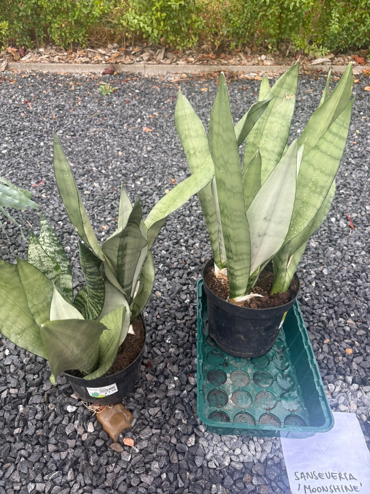 Sanseveria moonshine, Ophalen