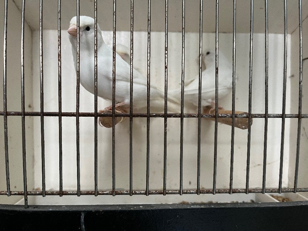 Witte kanarie mannen, Dieren en Toebehoren