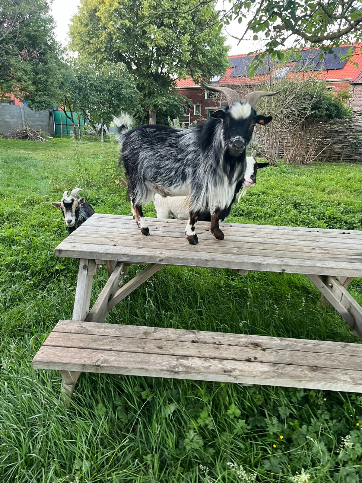 Mooie dwerggeit hermelijn bok te koop