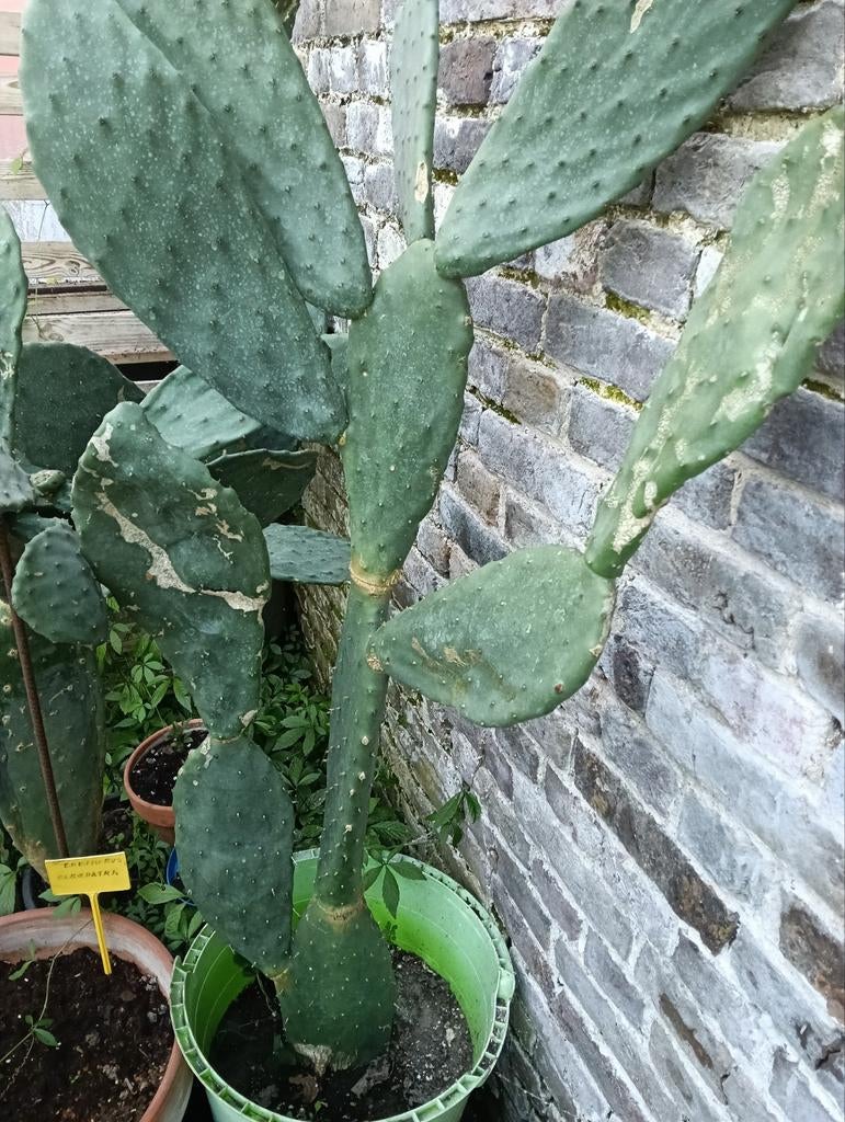 Opuntia, Jardin & Terrasse, Enlèvement ou Envoi
