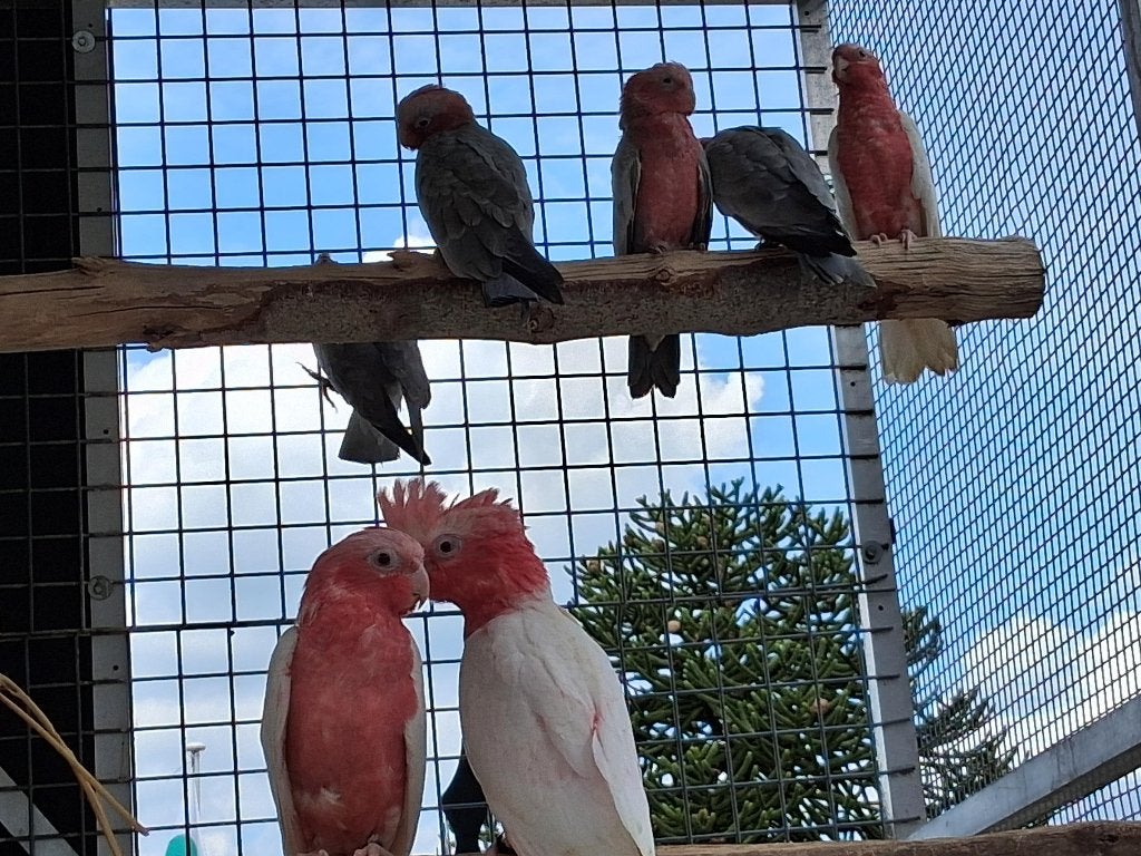 jonge uit kweek 2026 australische parkieten en rose kaketoes, Perruche