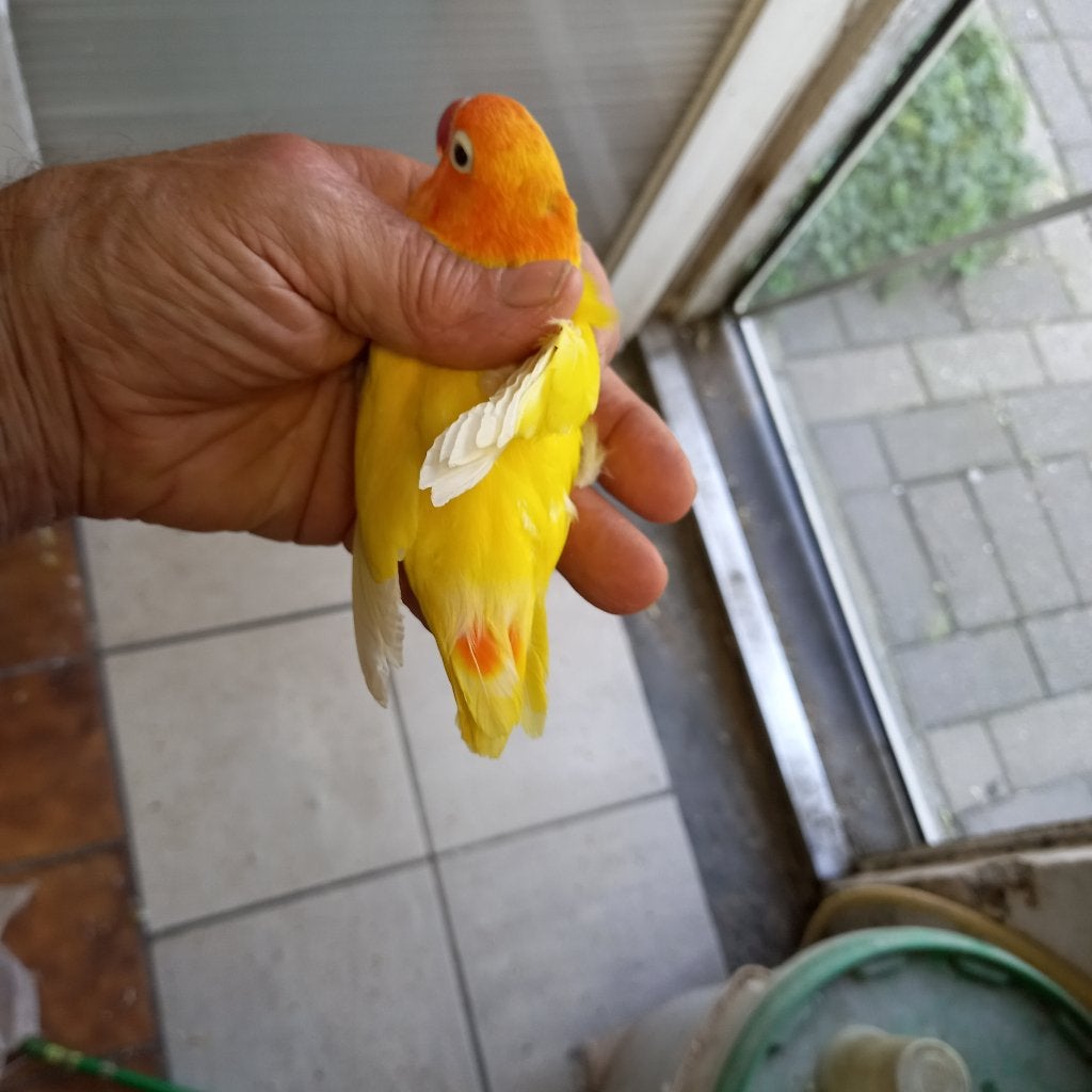 Fischeri, Dieren en Toebehoren, Dwergpapegaai of Agapornis, Geringd