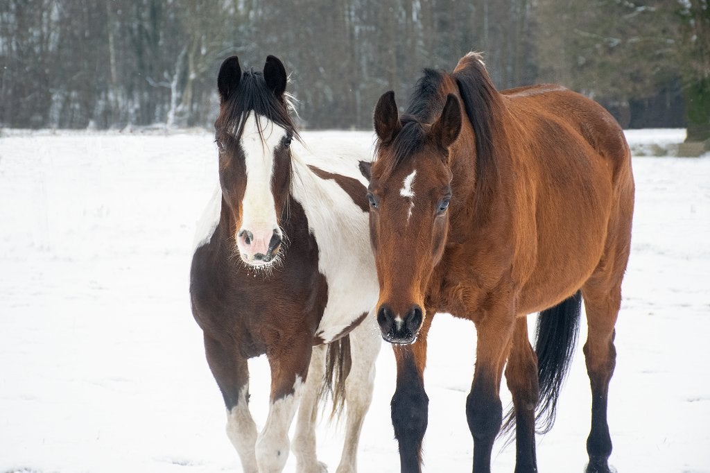 Verzorger(s) gezocht voor 2 paarden, Enlèvement