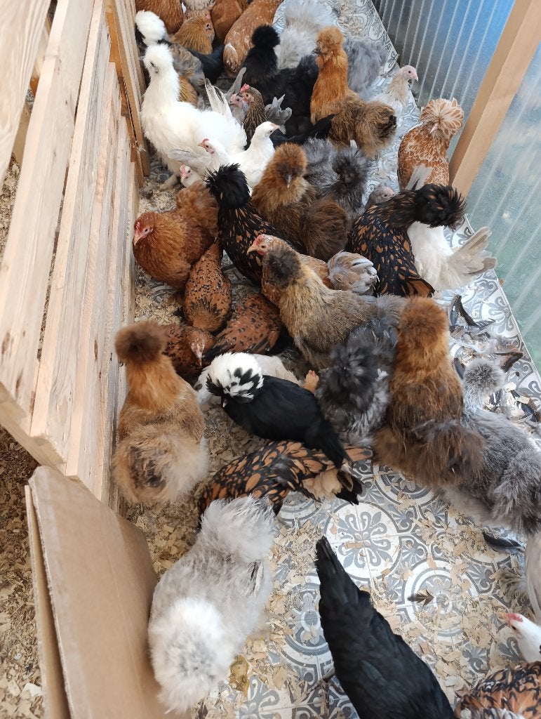 poule soie , cochin, brahma , padoue et bien d'autres, Femelle, Poule ou poulet