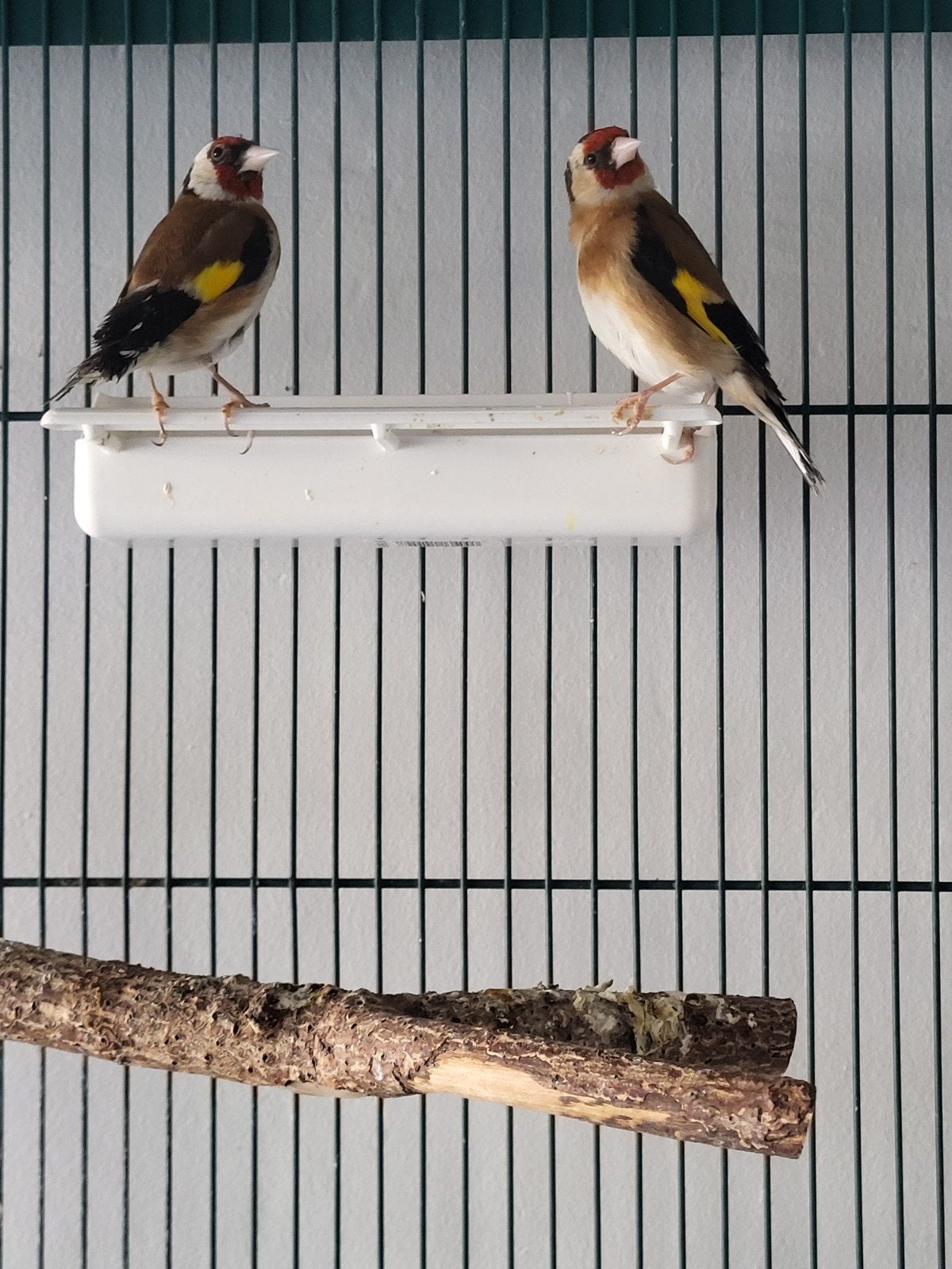 Couple chardonneret, Animaux & Accessoires