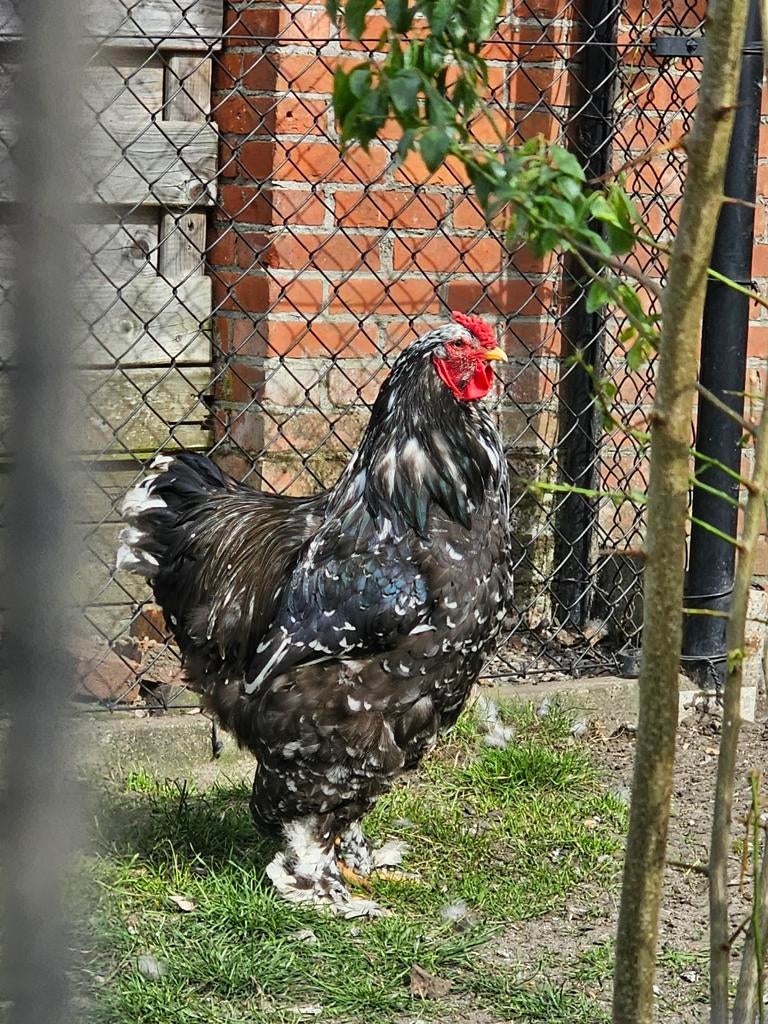 Brahma haan, Dieren en Toebehoren