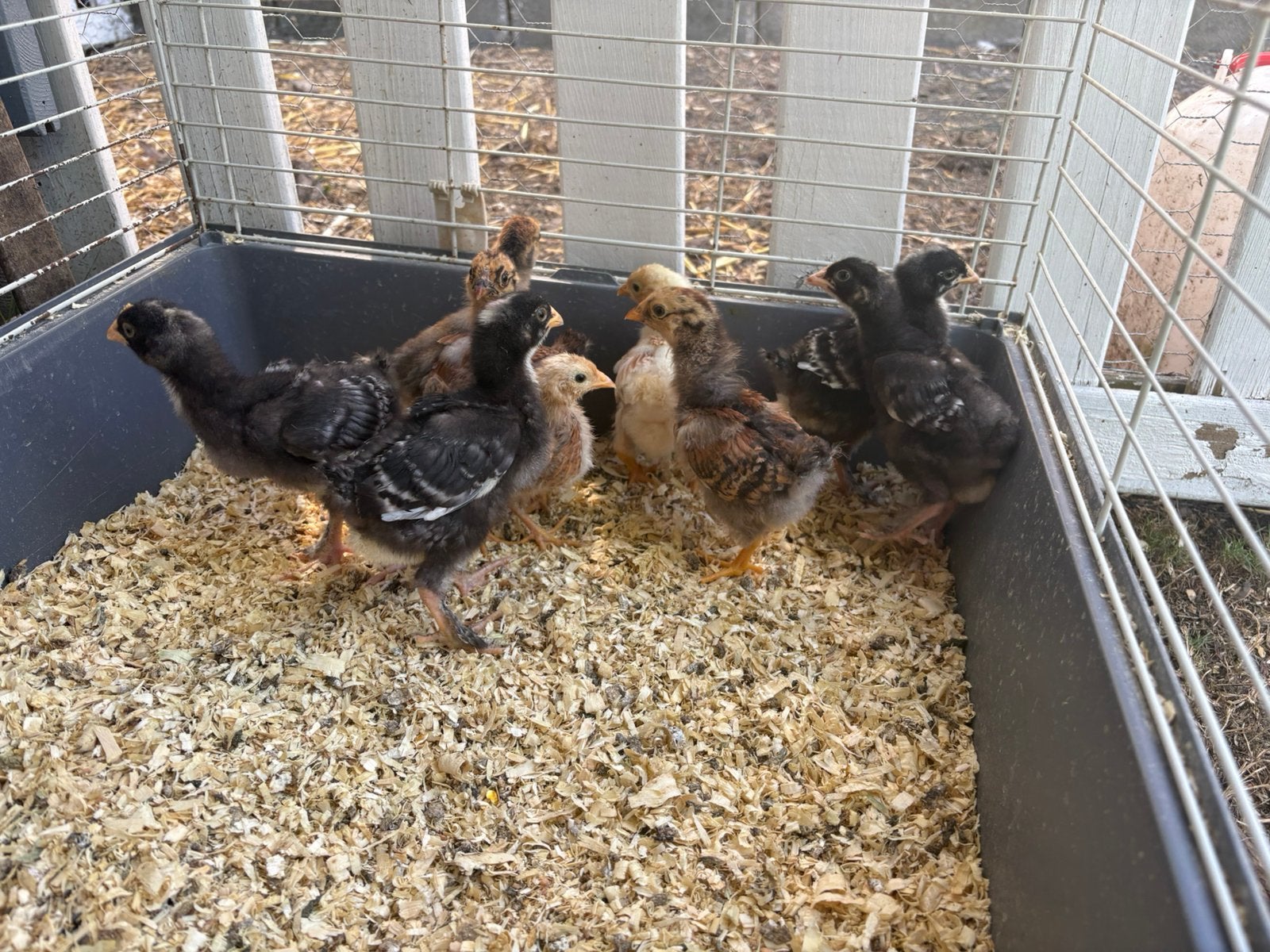 Kuikens, Dieren en Toebehoren, Ophalen of Verzenden