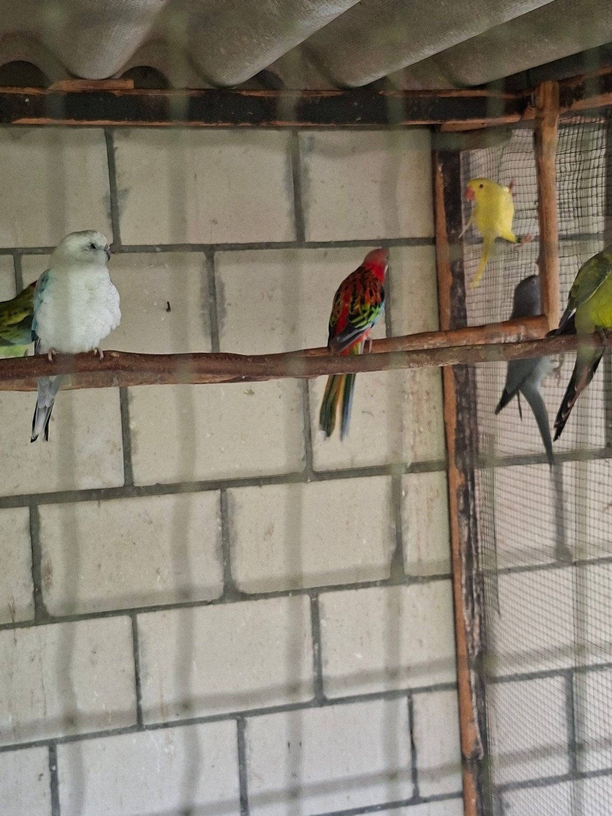rosellas, Dieren en Toebehoren