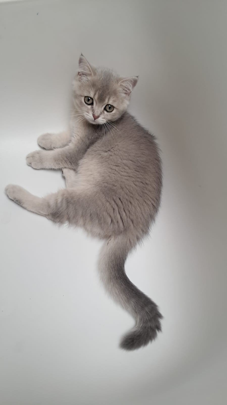 Britse korthaar kitten, Dieren en Toebehoren, Katten en Kittens | Raskatten | Korthaar, Poes, Ontwormd, 0 tot 2 jaar
