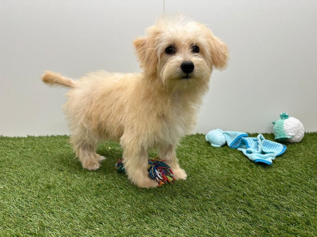 Maltipoo pup, België, 8 tot 15 weken, Parvo, Meerdere