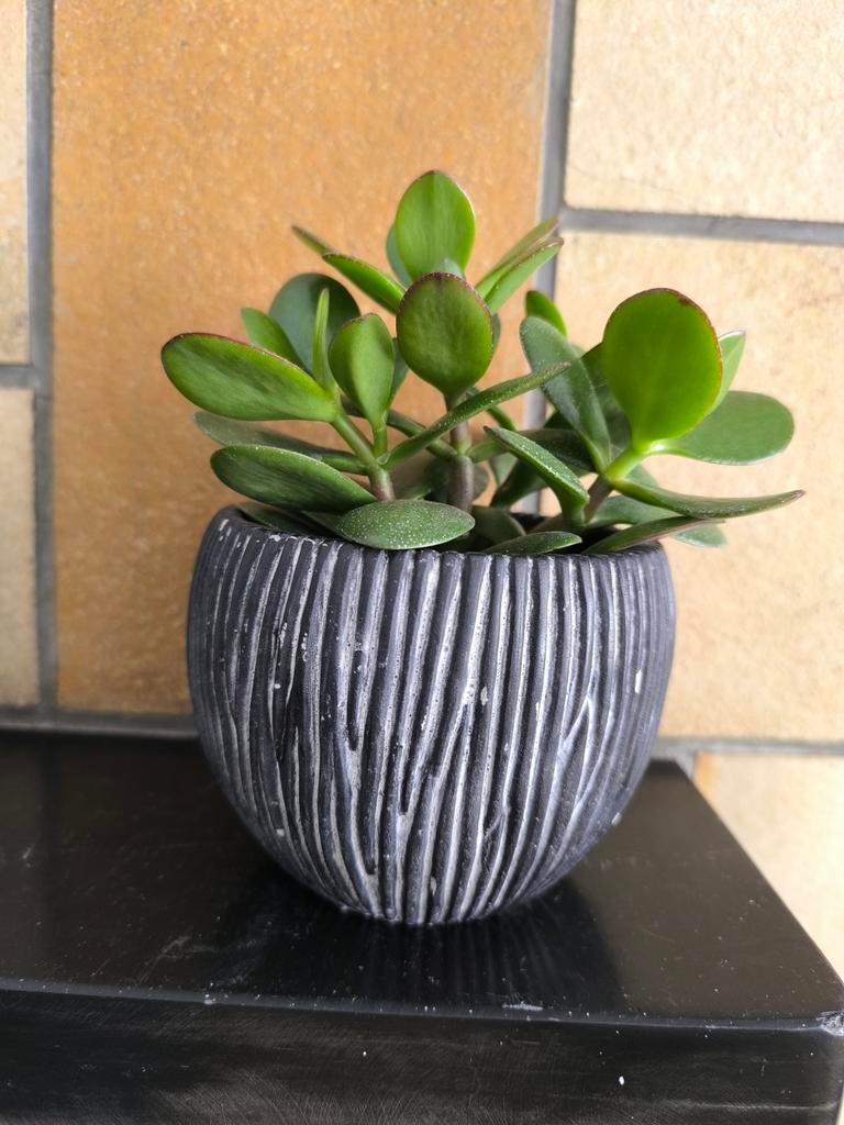 Crassula jade plant, Enlèvement ou Envoi