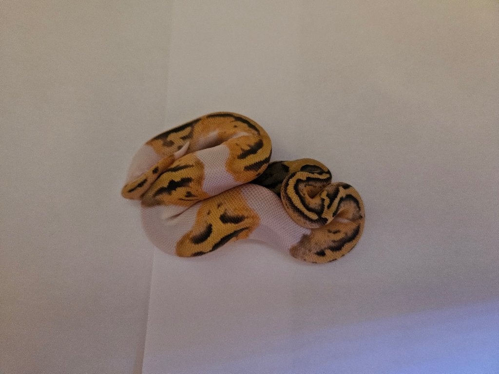 Python reguis Enchi leopard Enchi  pied, Animaux & Accessoires, Reptiles & Amphibiens, Serpent, 0 à 2 ans