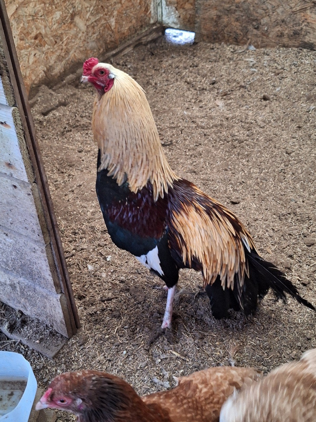 Cubalaya, Plusieurs animaux, Poule ou poulet