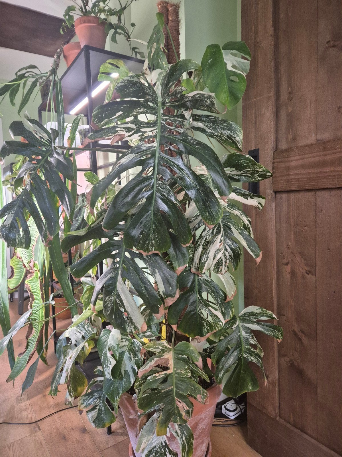 Zeer grote Monstera variegata, Maison & Meubles, Plantes d'intérieur, Enlèvement