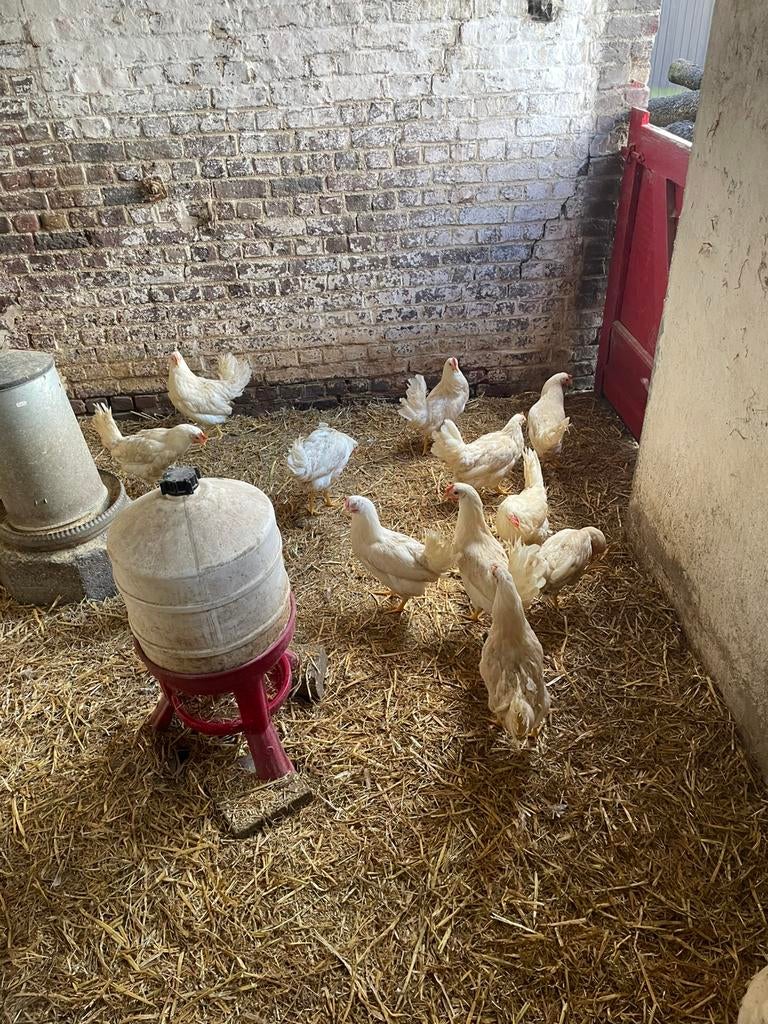 Legkippen te koop, Dieren en Toebehoren, Pluimvee