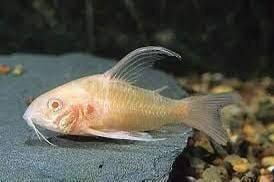 Te koop: Prachtige Albino Corydoras (Mix met Longfin)