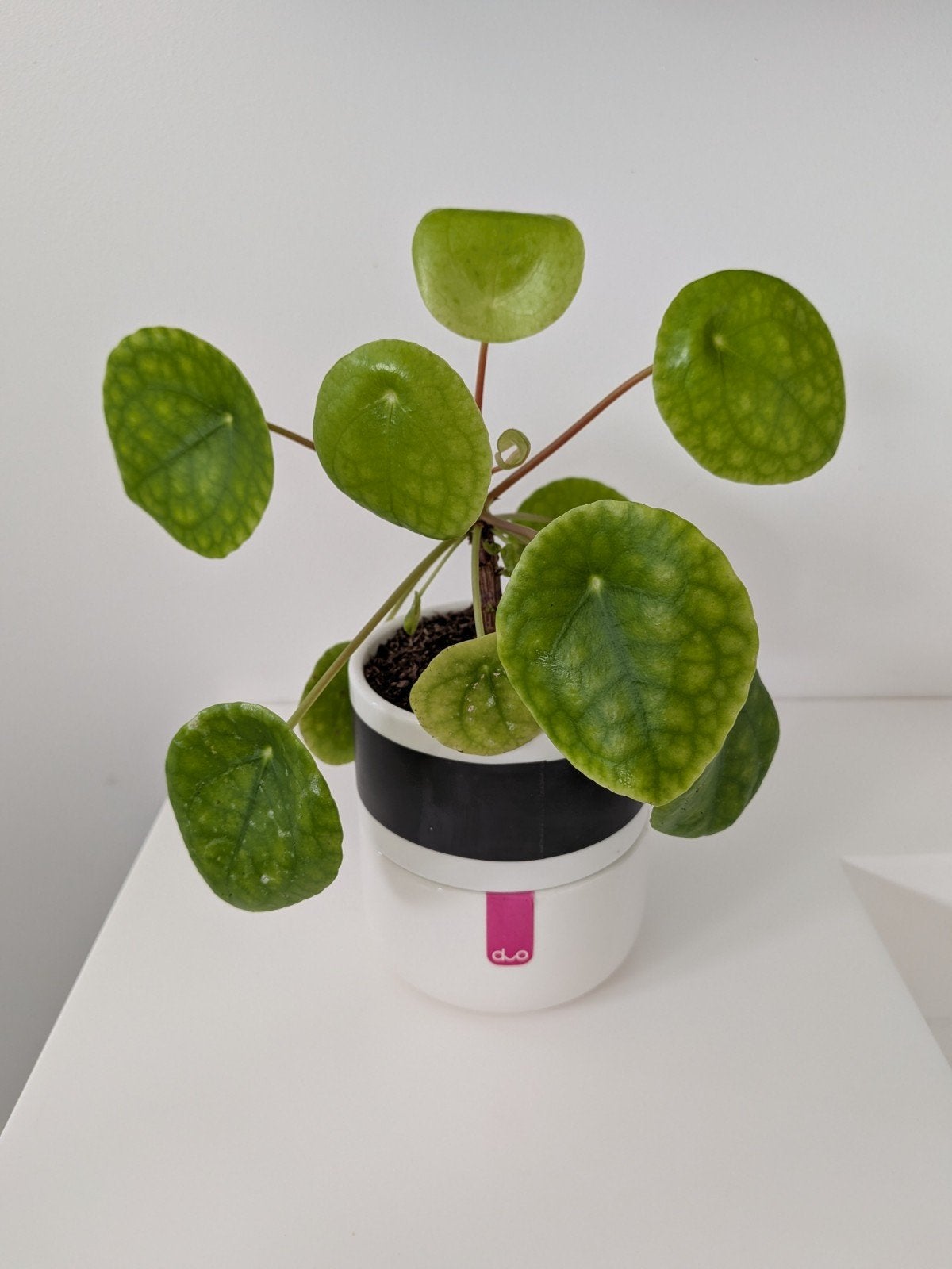 Pannekoekplantje, Ophalen