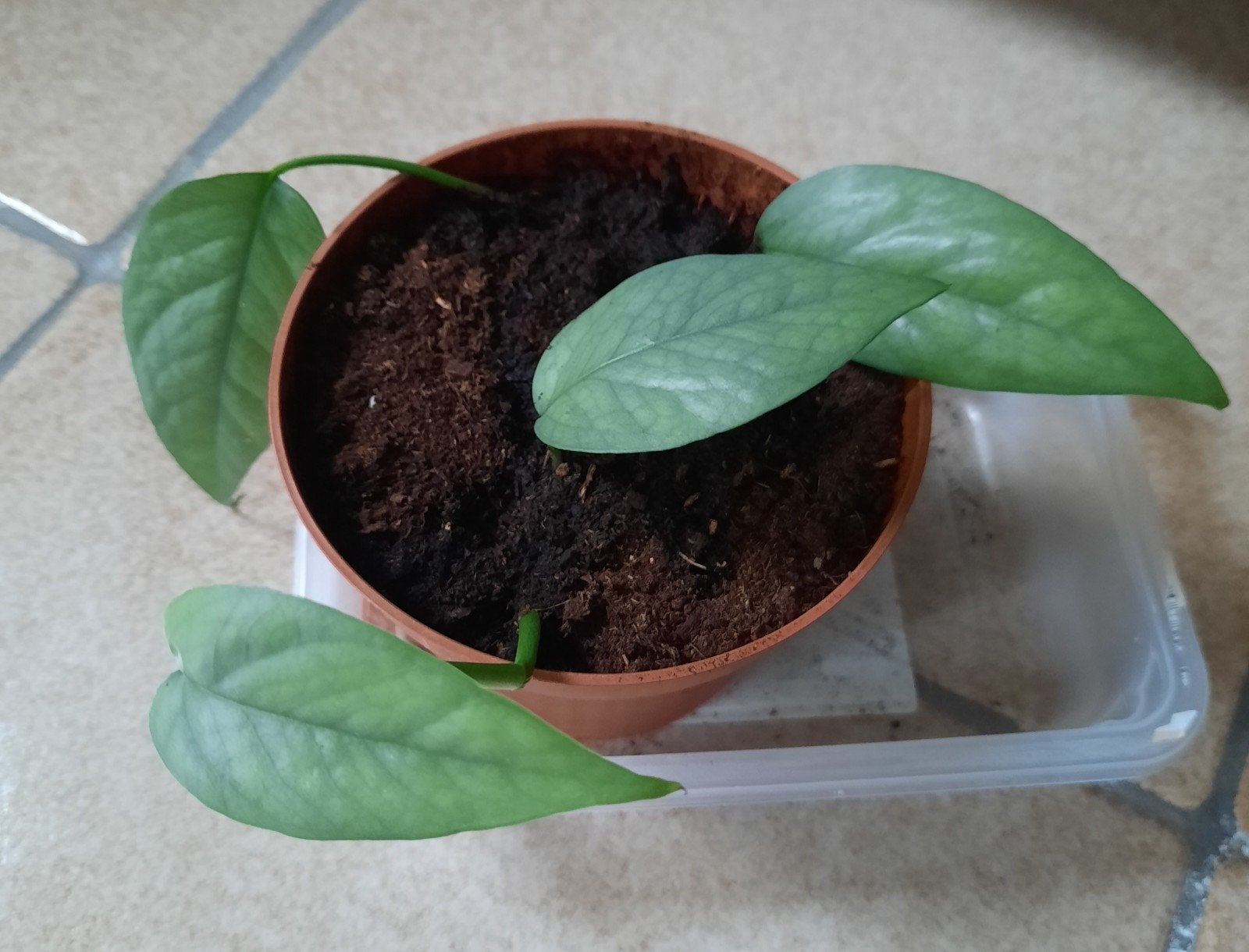 Epipremnum cebu blue stekjes, Huis en Inrichting, Kamerplanten, Ophalen, Overige soorten, Halfschaduw, In pot