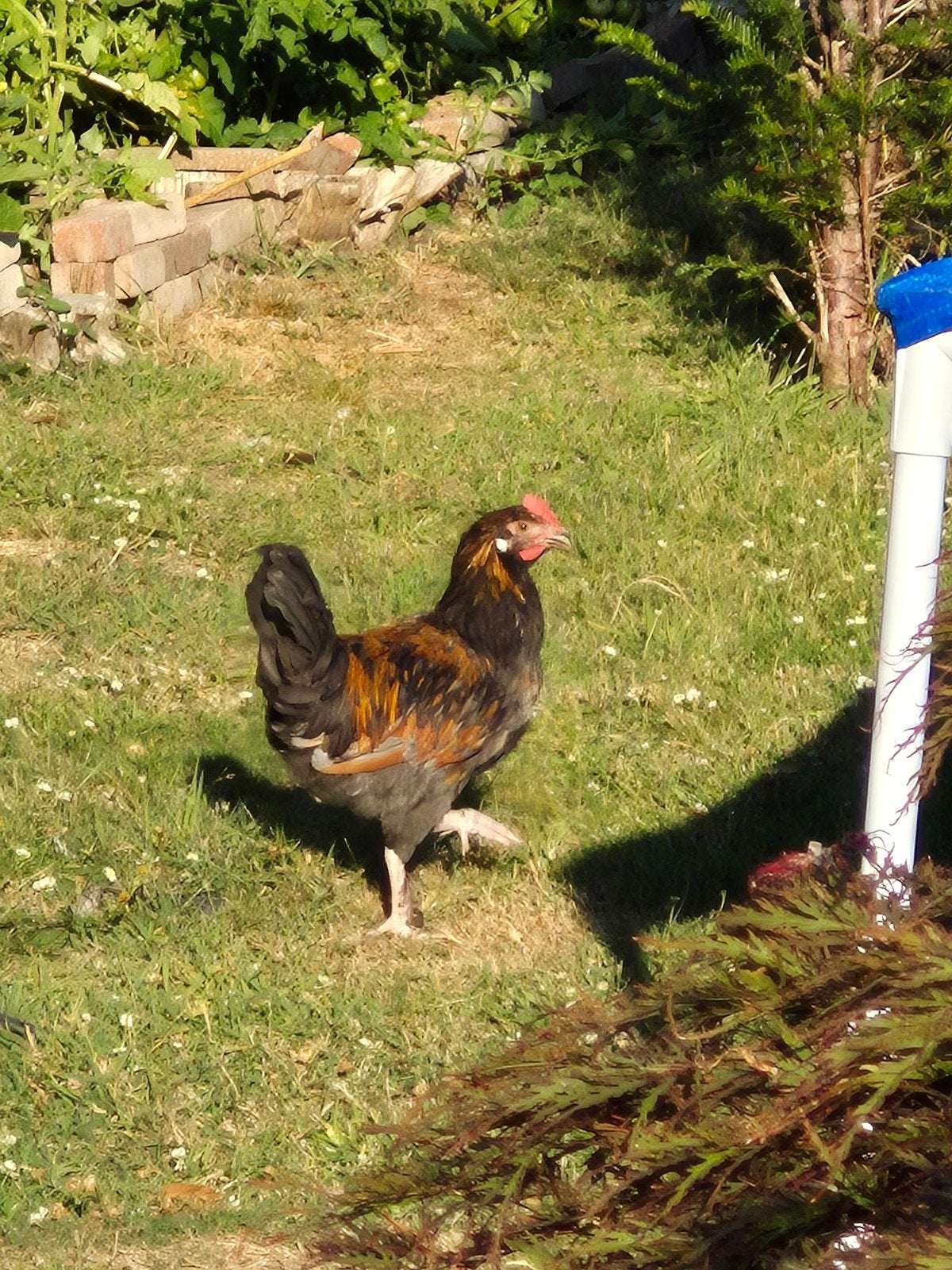 haan, Dieren en Toebehoren, Pluimvee