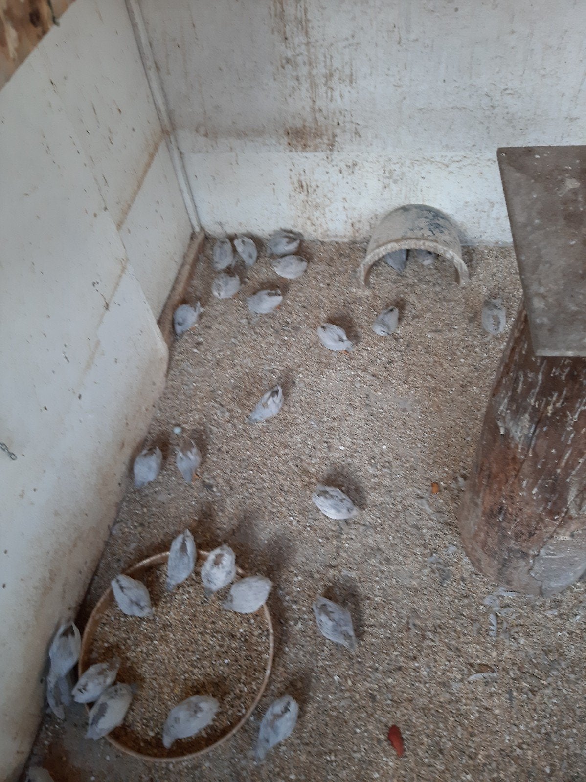 wie wil enkel grijze chinese dwergkwartels haan of kopels ru, Tropenvogel