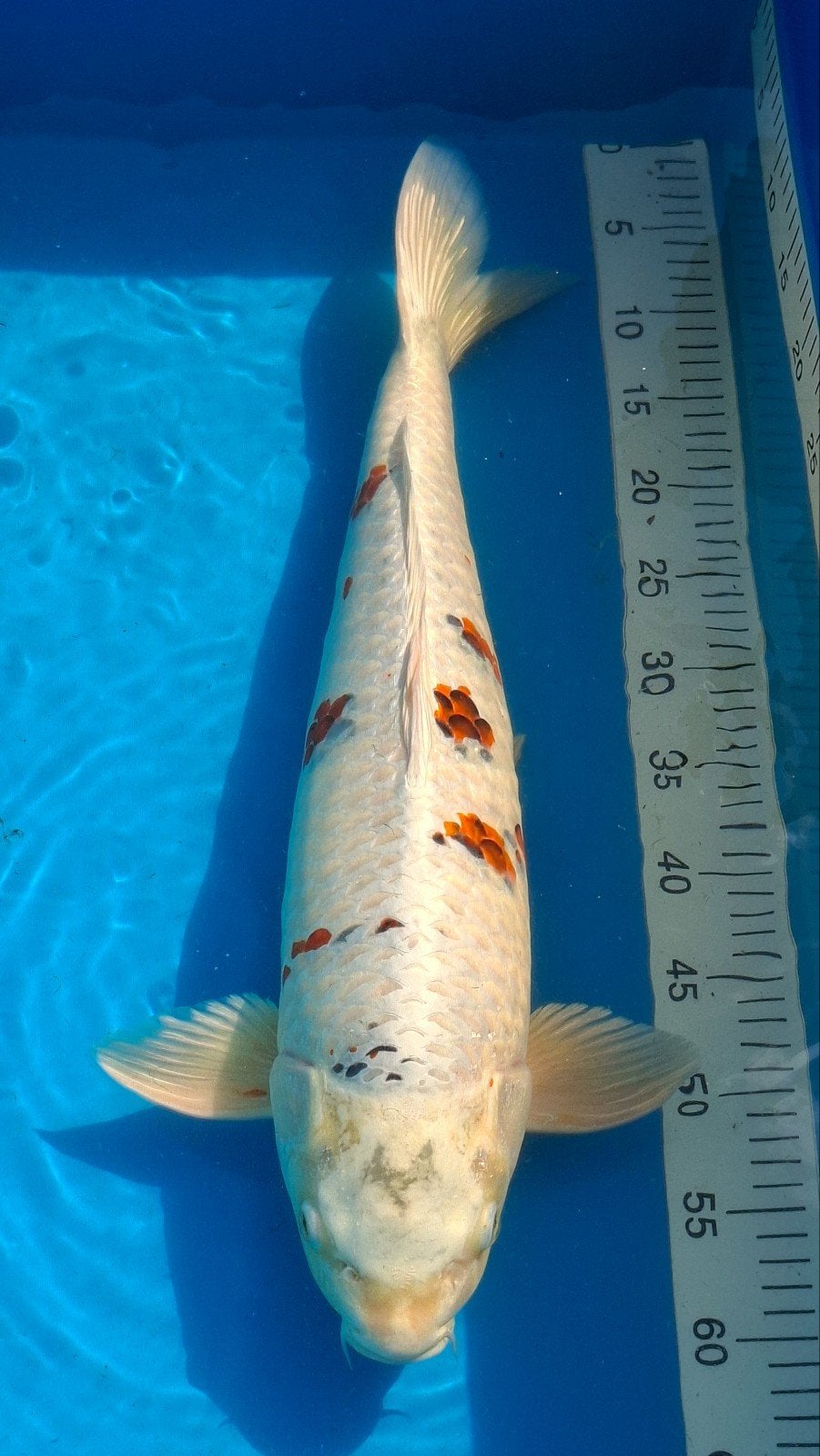 koi, Dieren en Toebehoren, Vissen | Vijvervissen, Karper of Koi