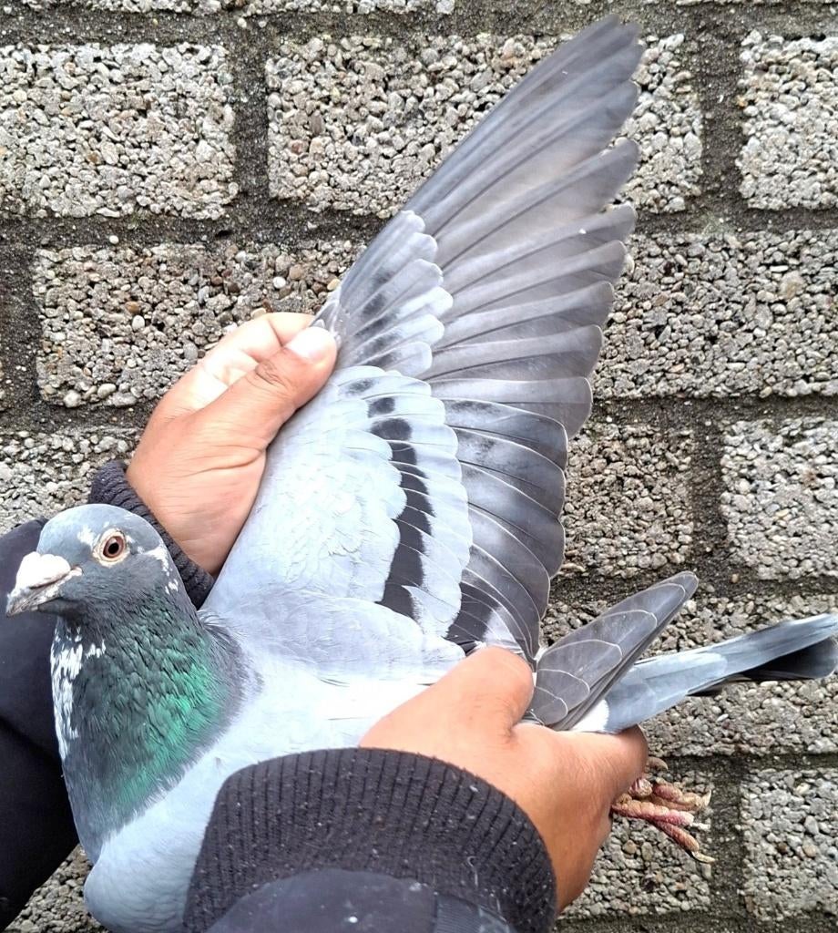 Postduif "BEST KITTEL"/"PORSCHE 911", Dieren en Toebehoren, Vogels | Duiven, Mannelijk, Postduif