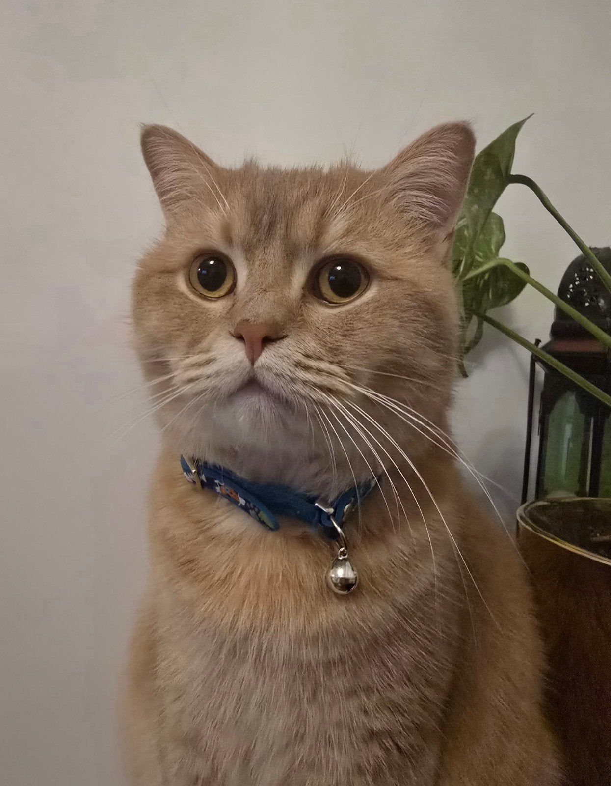 British korthaar te koop, Chat, Vermifugé, 0 à 2 ans