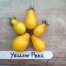 kerstomaten Yellow Pear tomatenplanten, Ophalen