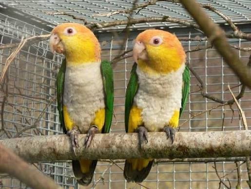 2 caïque super aprivoisee, Animaux & Accessoires