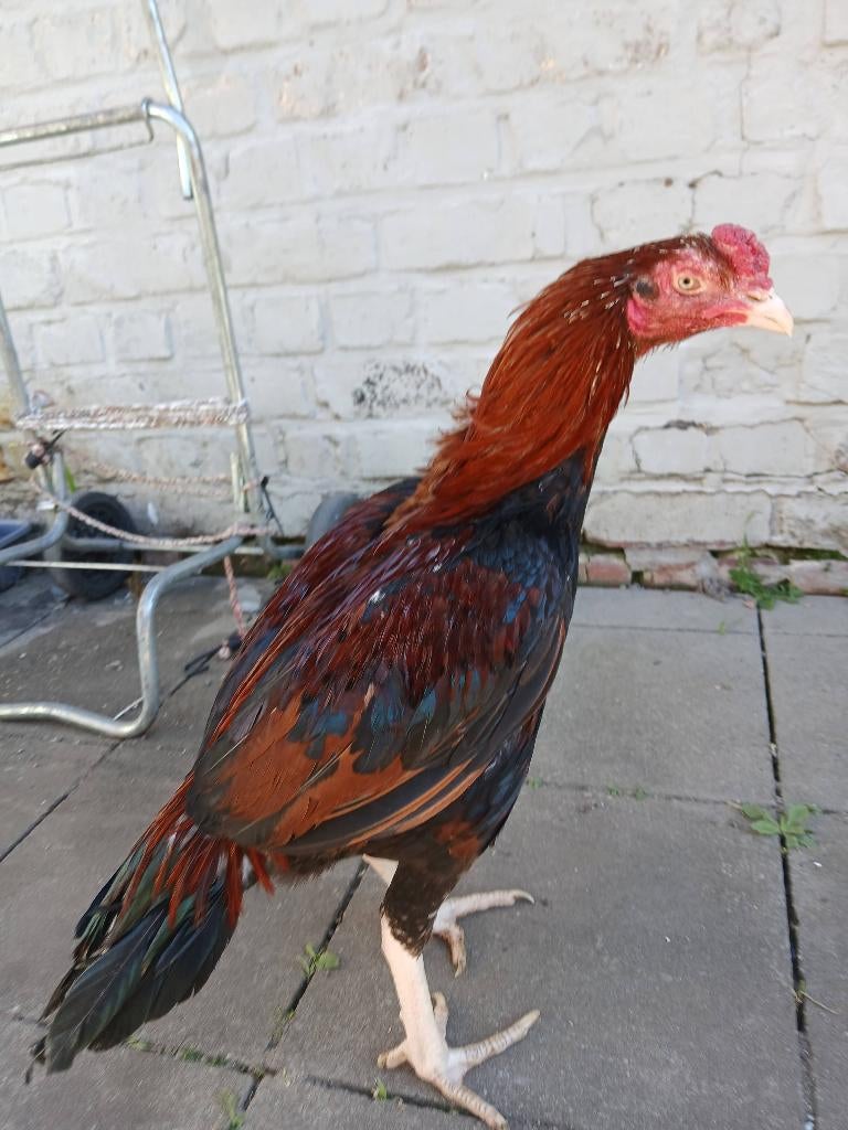 Shamo aseel haan, Dieren en Toebehoren, Mannelijk, Kip