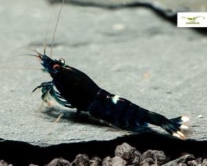 King Kong Black zwarte garnalen high grade. Caridina, Dieren en Toebehoren