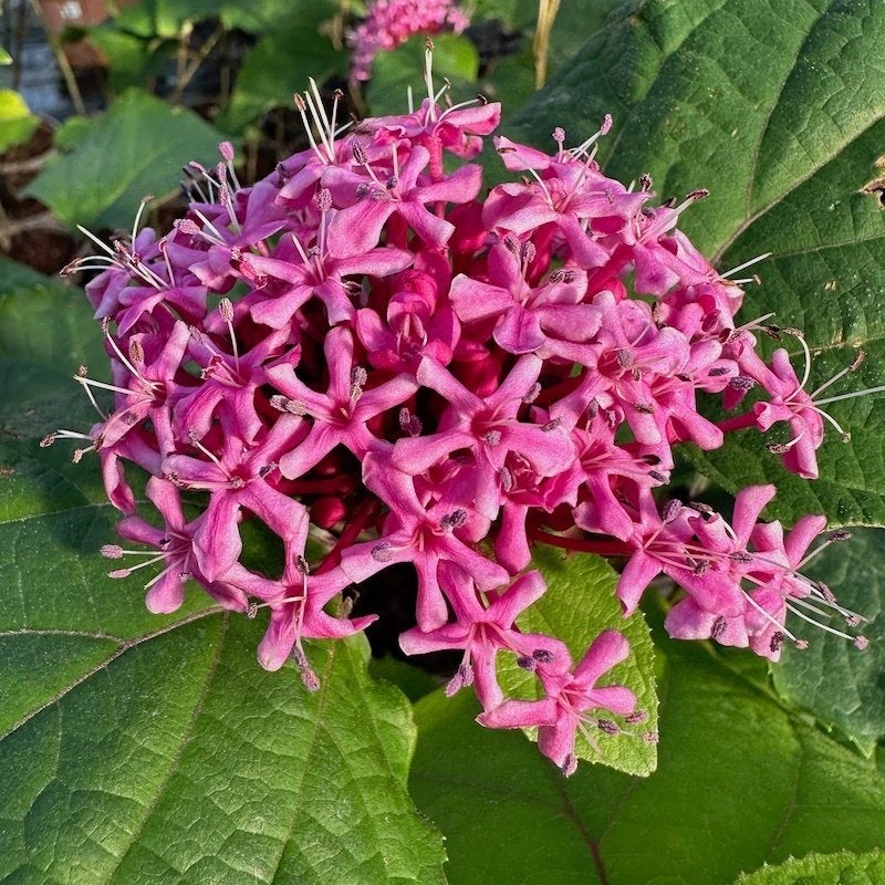 clerodendrum bungei, Tuin en Terras, Planten | Tuinplanten, Ophalen