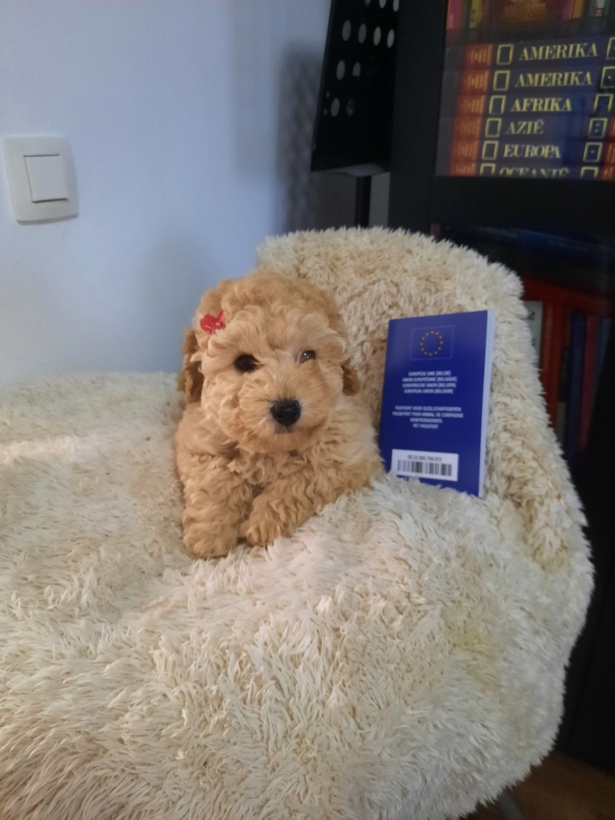 Poedel pups, Dieren en Toebehoren, Poedel, België, Fokker | Hobbymatig, 8 tot 15 weken