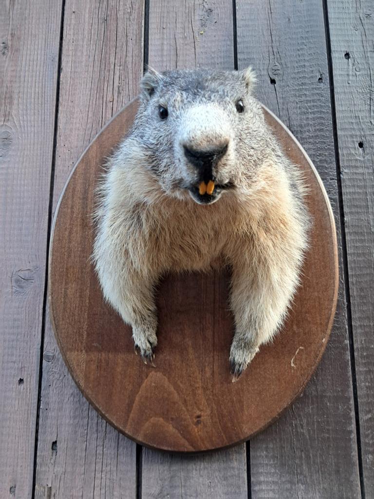 Unieke Alpenmarmot trofee – schitterend geprepareerd |, Ophalen of Verzenden, Zo goed als nieuw, Wild dier, Opgezet dier