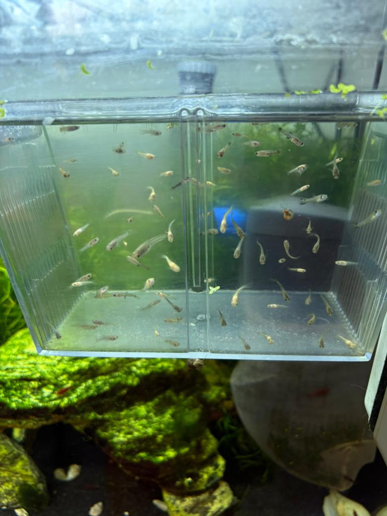 Baby guppies, Dieren en Toebehoren, Ophalen, Zo goed als nieuw