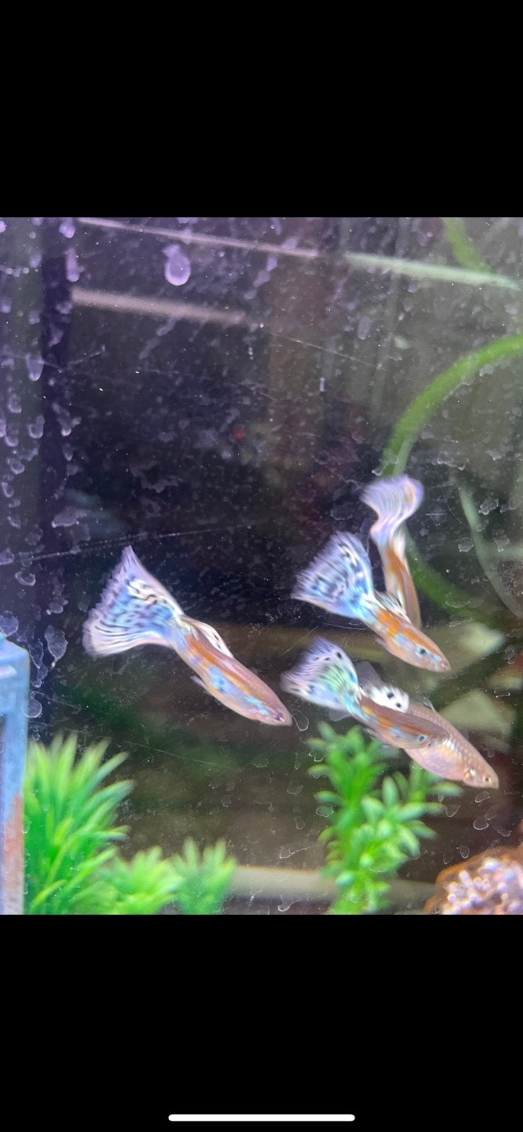 Guppy babys